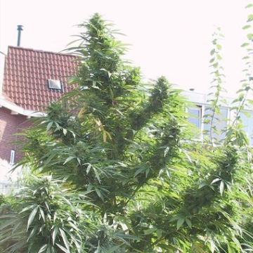 Easy Sativa cannabis plants in bloom, grown from Feminised seeds – ideal for home cultivation from Female Seeds