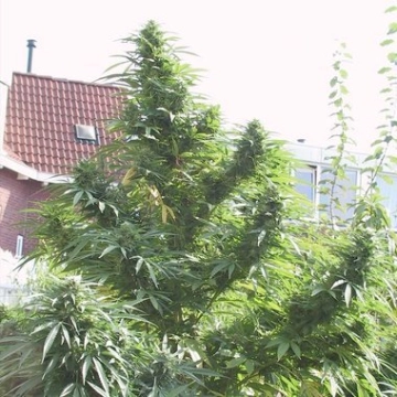 Easy Sativa cannabis plants in bloom, grown from Feminized seeds – ideal for home cultivation from Female Seeds