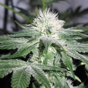 Ice cannabis plants in bloom, grown from Feminised seeds – ideal for home cultivation from Female Seeds