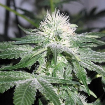 Ice cannabis plants in bloom, grown from Feminized seeds – ideal for home cultivation from Female Seeds