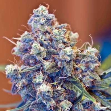 Iced Grapefruit cannabis plants in bloom, grown from Feminised seeds – ideal for home cultivation from Female Seeds