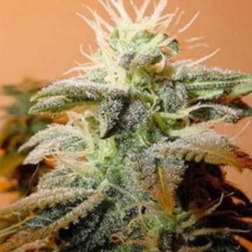Indoor Mix cannabis plants in bloom, grown from Feminized seeds – ideal for home cultivation from Female Seeds