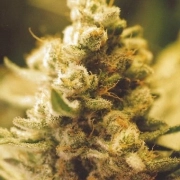 Lemon Kush cannabis plants in bloom, grown from Feminized seeds – ideal for home cultivation from Female Seeds