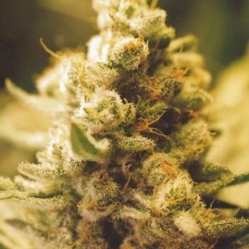 Lemon Kush cannabis plants in bloom, grown from Feminized seeds – ideal for home cultivation from Female Seeds