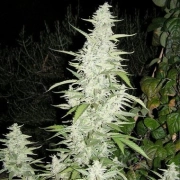 Maroc cannabis plants in bloom, grown from Feminized seeds – ideal for home cultivation from Female Seeds