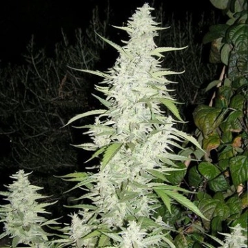 Maroc cannabis plants in bloom, grown from Feminized seeds – ideal for home cultivation from Female Seeds