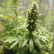 Neville's Haze Hybrid cannabis plants in bloom, grown from Feminized seeds – ideal for home cultivation from Female Seeds