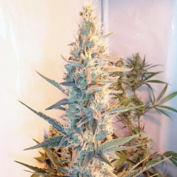 Outdoor Grapefruit cannabis plants in bloom, grown from Feminised seeds – ideal for home cultivation from Female Seeds