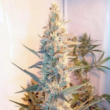 Outdoor Grapefruit cannabis plants in bloom, grown from Feminized seeds – ideal for home cultivation from Female Seeds