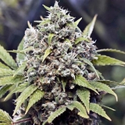 Pure AK cannabis plants in bloom, grown from Feminized seeds – ideal for home cultivation from Female Seeds