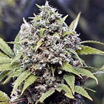 Pure AK cannabis plants in bloom, grown from Feminized seeds – ideal for home cultivation from Female Seeds