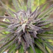 Purple Power cannabis plants in bloom, grown from Feminized seeds – ideal for home cultivation from Female Seeds
