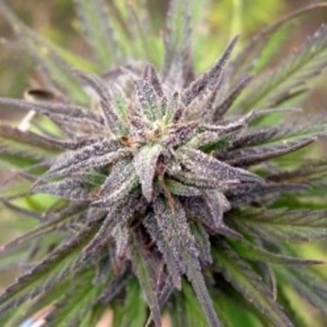 Purple Power cannabis plants in bloom, grown from Feminized seeds – ideal for home cultivation from Female Seeds