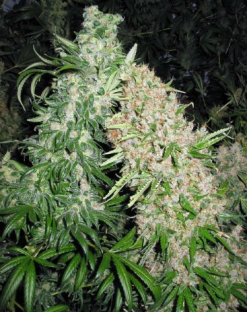 Skunk Special cannabis plants in bloom, grown from Feminized seeds – ideal for home cultivation from Female Seeds