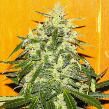 Tropical Ice cannabis plants in bloom, grown from Feminised seeds – ideal for home cultivation from Female Seeds