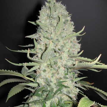 White Widow X Big Bud cannabis plants in bloom, grown from Feminised seeds – ideal for home cultivation from Female Seeds