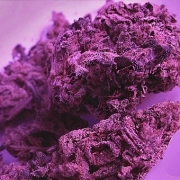 Swiss Skunk – Tyrol Seeds – Feminized