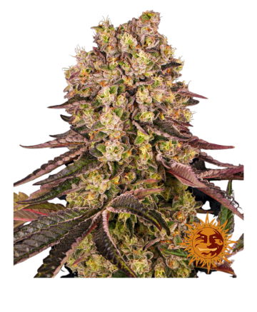 (Formerly Super Cheese) Swiss Skunk Feminized
