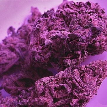 Swiss Skunk cannabis plants in bloom, grown from Feminized seeds – ideal for home cultivation from Feminized Seeds