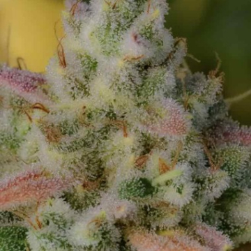 Auto Gelato