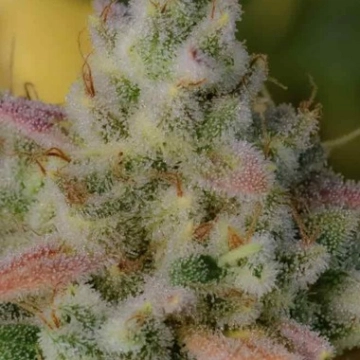 Auto Gelato cannabis plants in bloom, grown from Automatic seeds – ideal for home cultivation from Feminized Seeds