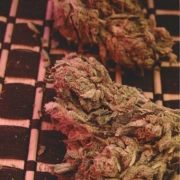 Big Bag cannabis plants in bloom, grown from Feminized seeds – ideal for home cultivation from Feminized Seeds