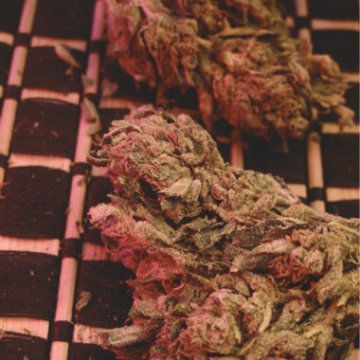 Big Bag cannabis plants in bloom, grown from Feminised seeds – ideal for home cultivation from Feminised Seeds