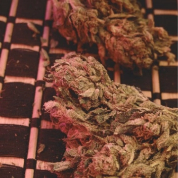 Big Bag cannabis plants in bloom, grown from Feminized seeds – ideal for home cultivation from Feminized Seeds