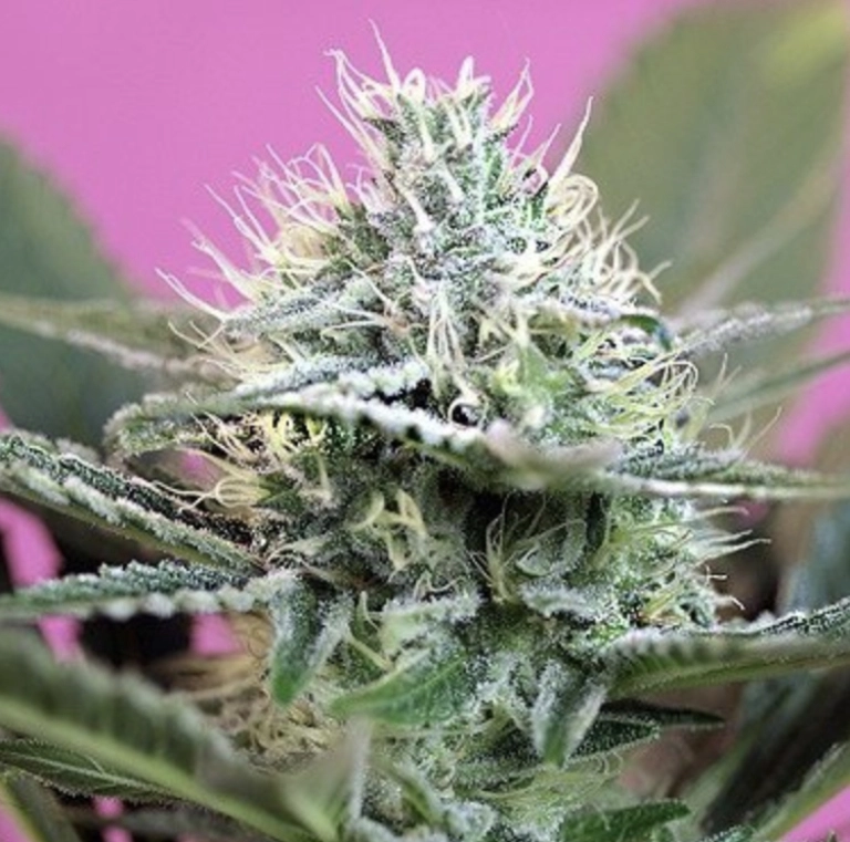 Blackberry Auto – Tyrol Seeds – Autoflowering