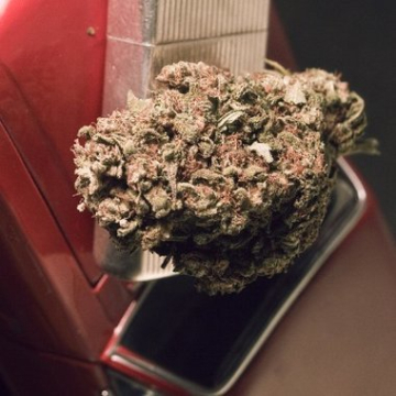 Blue Treacle Automatic cannabis plants in bloom, grown from Automatic seeds – ideal for home cultivation from Feminised Seeds