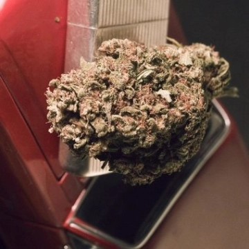 Blue Treacle Automatic cannabis plants in bloom, grown from Automatic seeds – ideal for home cultivation from Feminized Seeds