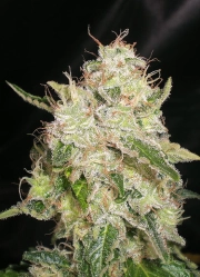 Chronic – Tyrol Seeds – Feminized – Product view 2