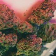 Critical Autoflowering cannabis plants in bloom, grown from Automatic seeds – ideal for home cultivation from Feminized Seeds