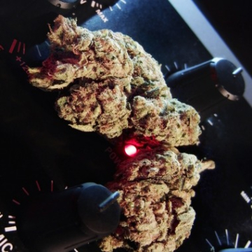 Easy Kush cannabis plants in bloom, grown from Feminised seeds – ideal for home cultivation from Feminised Seeds