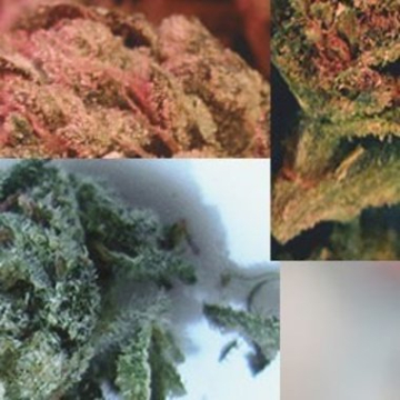 Indoor Mix cannabis plants in bloom, grown from Feminised seeds – ideal for home cultivation from Feminised Seeds