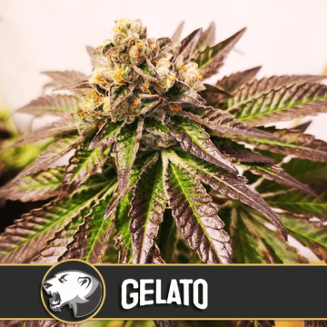 Gelato cannabis plants in bloom, grown from Feminised seeds – ideal for home cultivation from Feminised Seeds