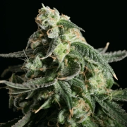 Girl Scout Cookies – Tyrol Seeds – Feminized – Product view 2