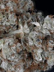 Gorilla Glue cannabis plants in bloom, grown from Feminized seeds – ideal for home cultivation from Feminized Seeds