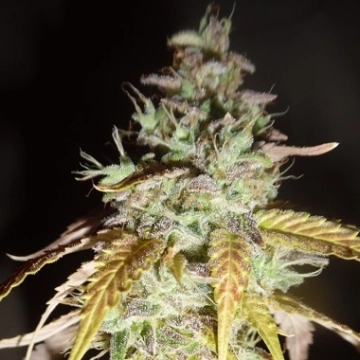 Midnight Haze cannabis plants in bloom, grown from Feminized seeds – ideal for home cultivation from Feminized Seeds