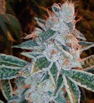 OG Kush cannabis plants in bloom, grown from Feminised seeds – ideal for home cultivation from Feminised Seeds