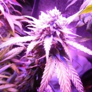 Purple Envy cannabis plants in bloom, grown from Feminized seeds – ideal for home cultivation from Feminized Seeds