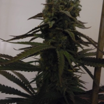 Sugar Mama Auto cannabis plants in bloom, grown from Automatic seeds – ideal for home cultivation from Feminized Seeds