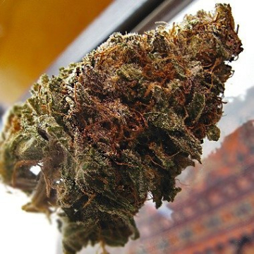 Super Iced Grapefruit cannabis plants in bloom, grown from Feminised seeds – ideal for home cultivation from Feminised Seeds