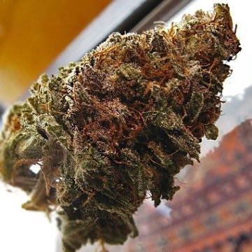 Super Iced Grapefruit cannabis plants in bloom, grown from Feminized seeds – ideal for home cultivation from Feminized Seeds