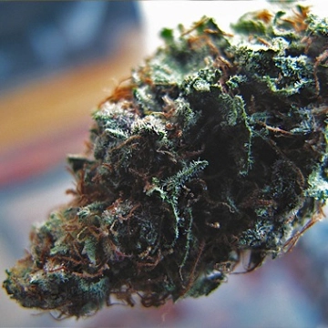 The Widow cannabis plants in bloom, grown from Feminized seeds – ideal for home cultivation from Feminized Seeds