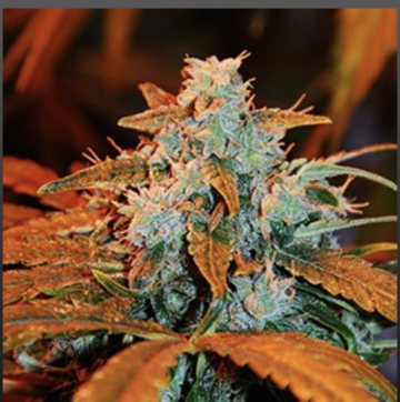 Auto Berry cannabis plants in bloom, grown from Automatic seeds – ideal for home cultivation from G13 Labs Seeds