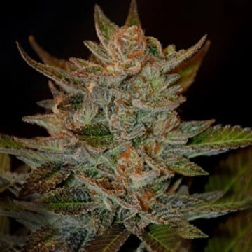 Blue OG cannabis plants in bloom, grown from Feminized seeds – ideal for home cultivation from G13 Labs Seeds
