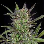 Blue Venom cannabis plants in bloom, grown from Feminized seeds – ideal for home cultivation from G13 Labs Seeds