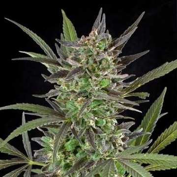 Blue Venom cannabis plants in bloom, grown from Feminized seeds – ideal for home cultivation from G13 Labs Seeds