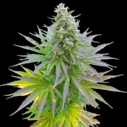 Blueberry Gum cannabis plants in bloom, grown from Feminized seeds – ideal for home cultivation from G13 Labs Seeds